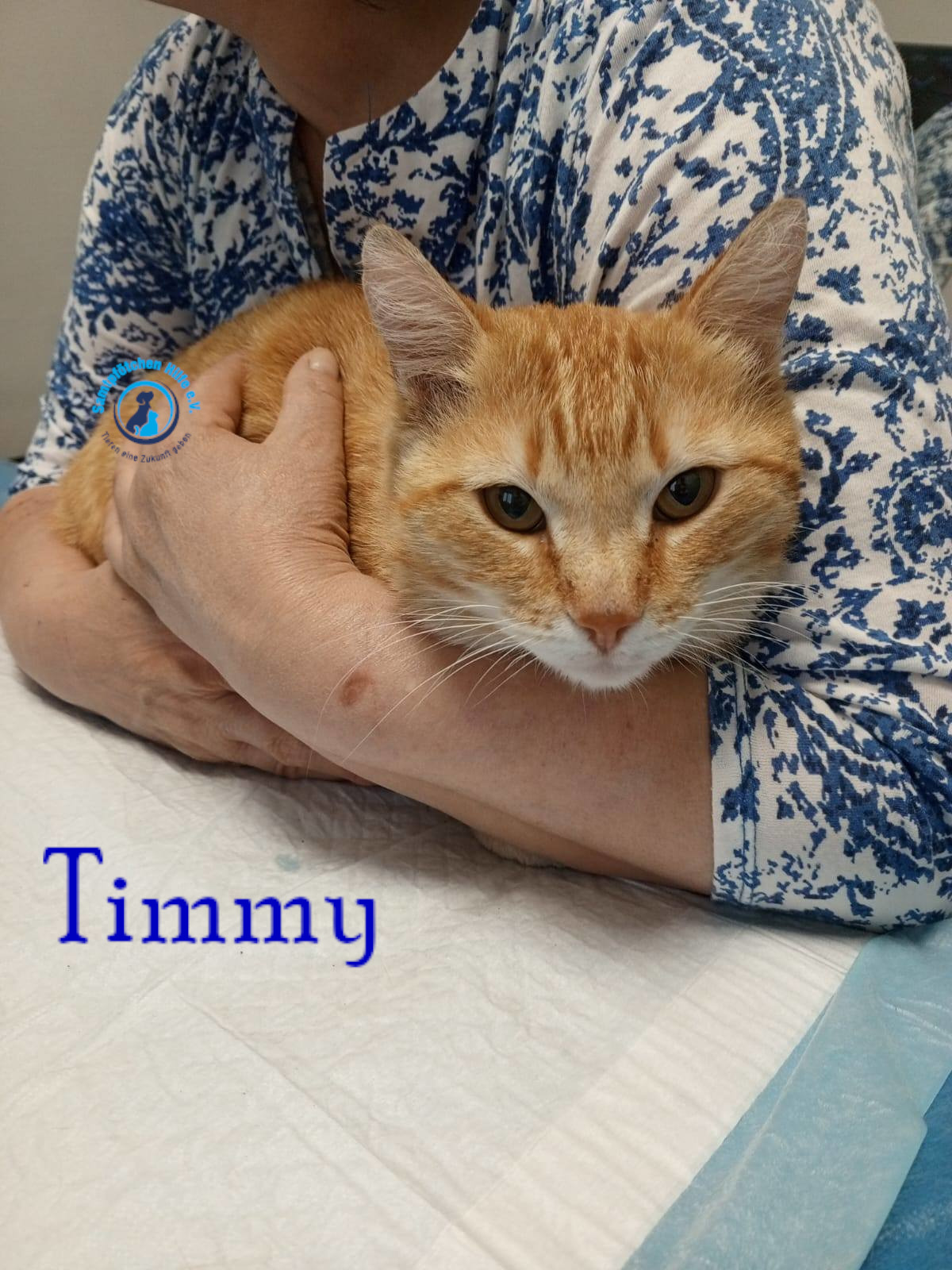 Nadezhda/Katzen/Timmy/Timmy06mN.jpg