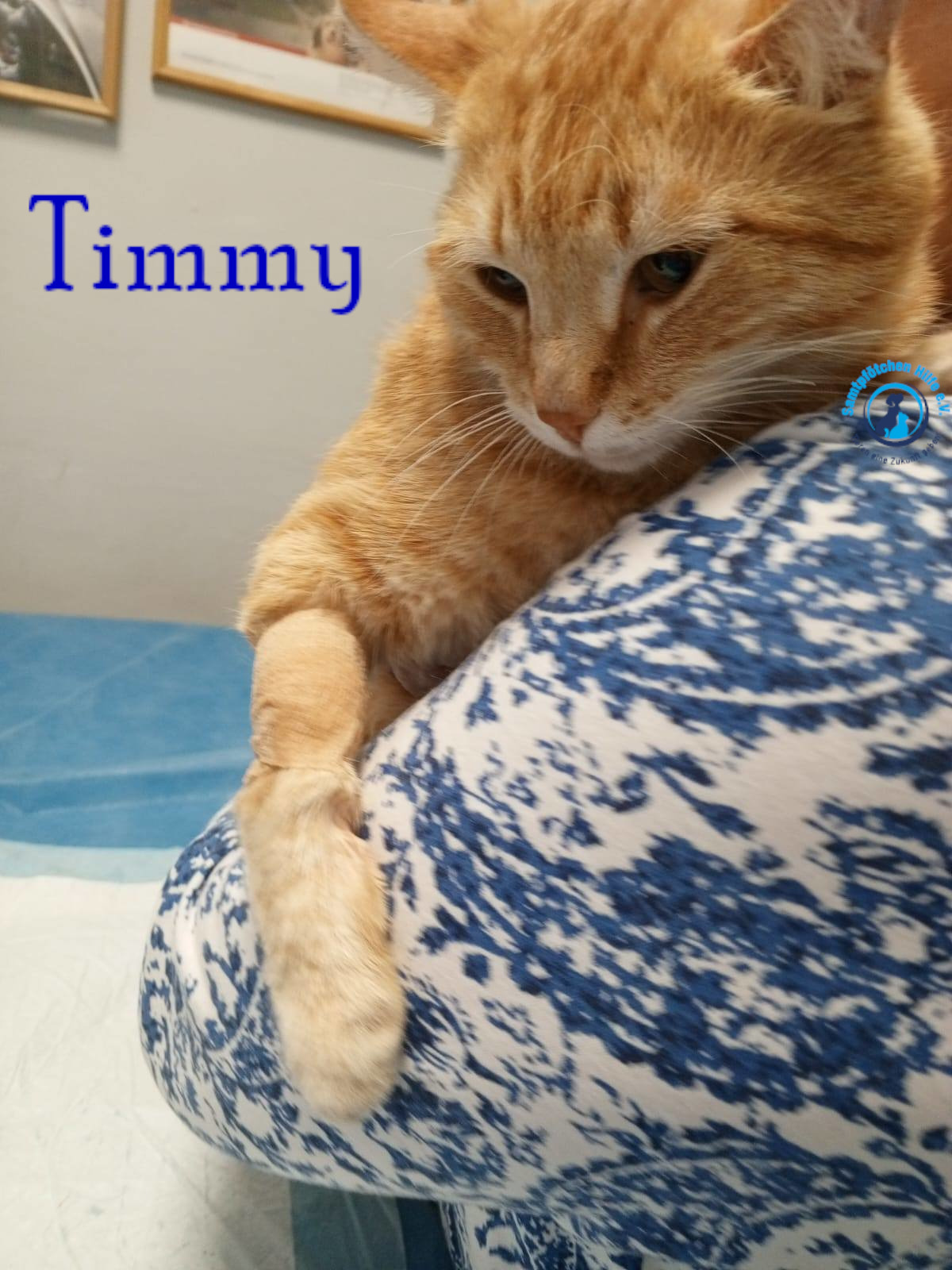 Nadezhda/Katzen/Timmy/Timmy07mN.jpg