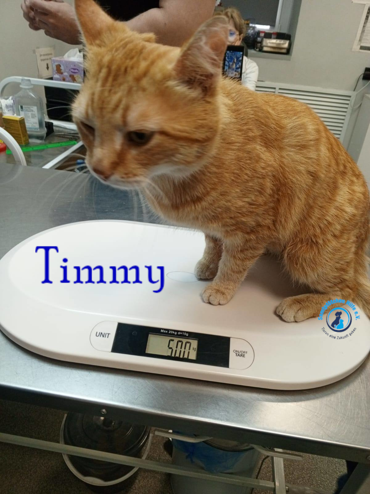 Nadezhda/Katzen/Timmy/Timmy09mN.jpg
