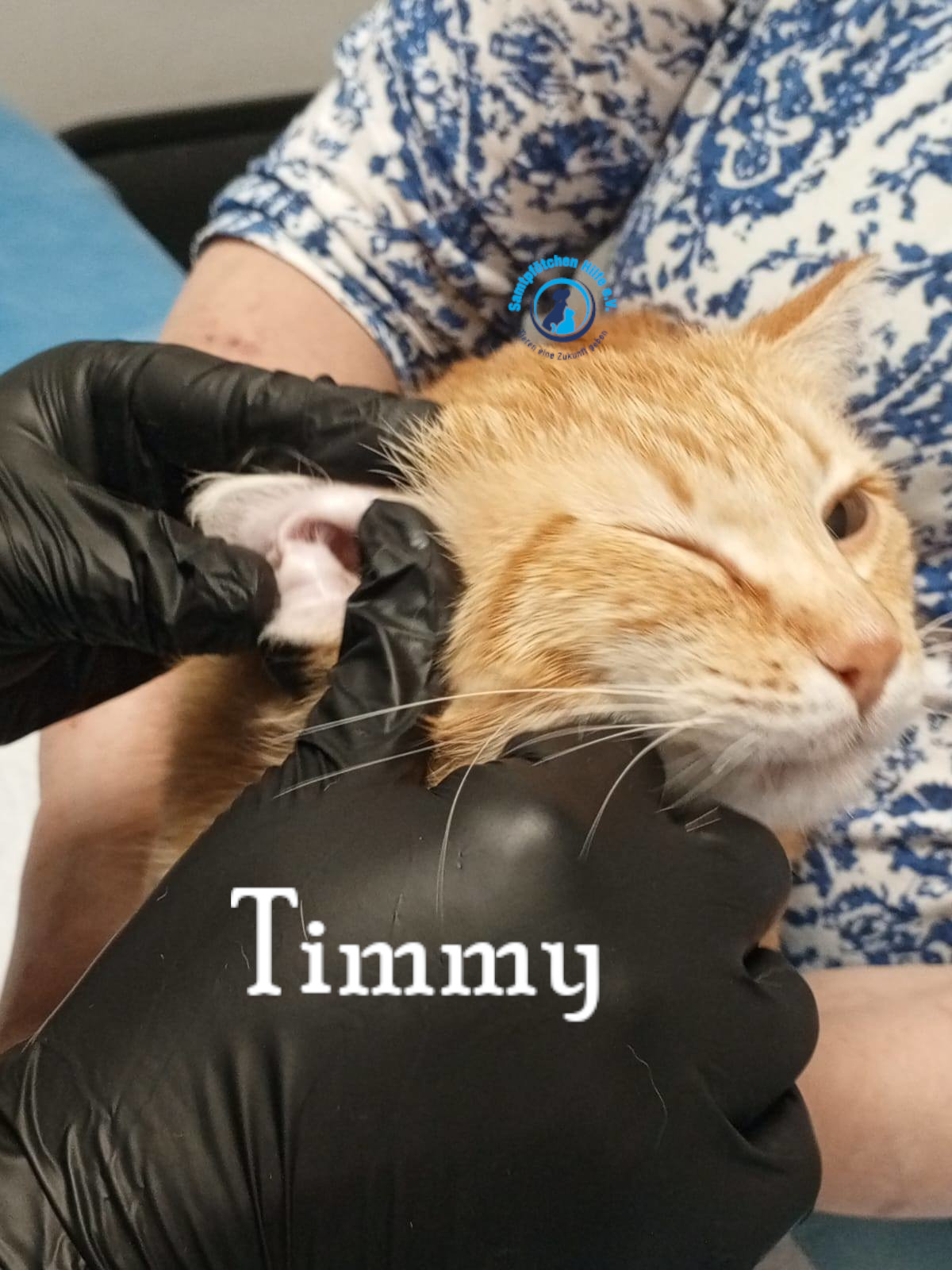 Nadezhda/Katzen/Timmy/Timmy10mN.jpg