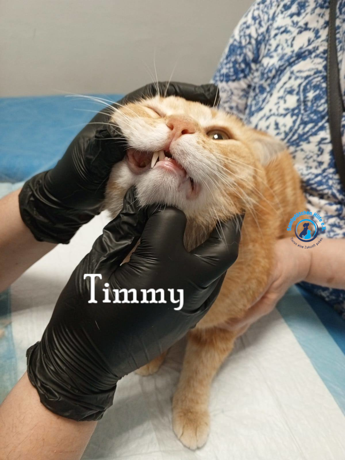 Nadezhda/Katzen/Timmy/Timmy11mN.jpg