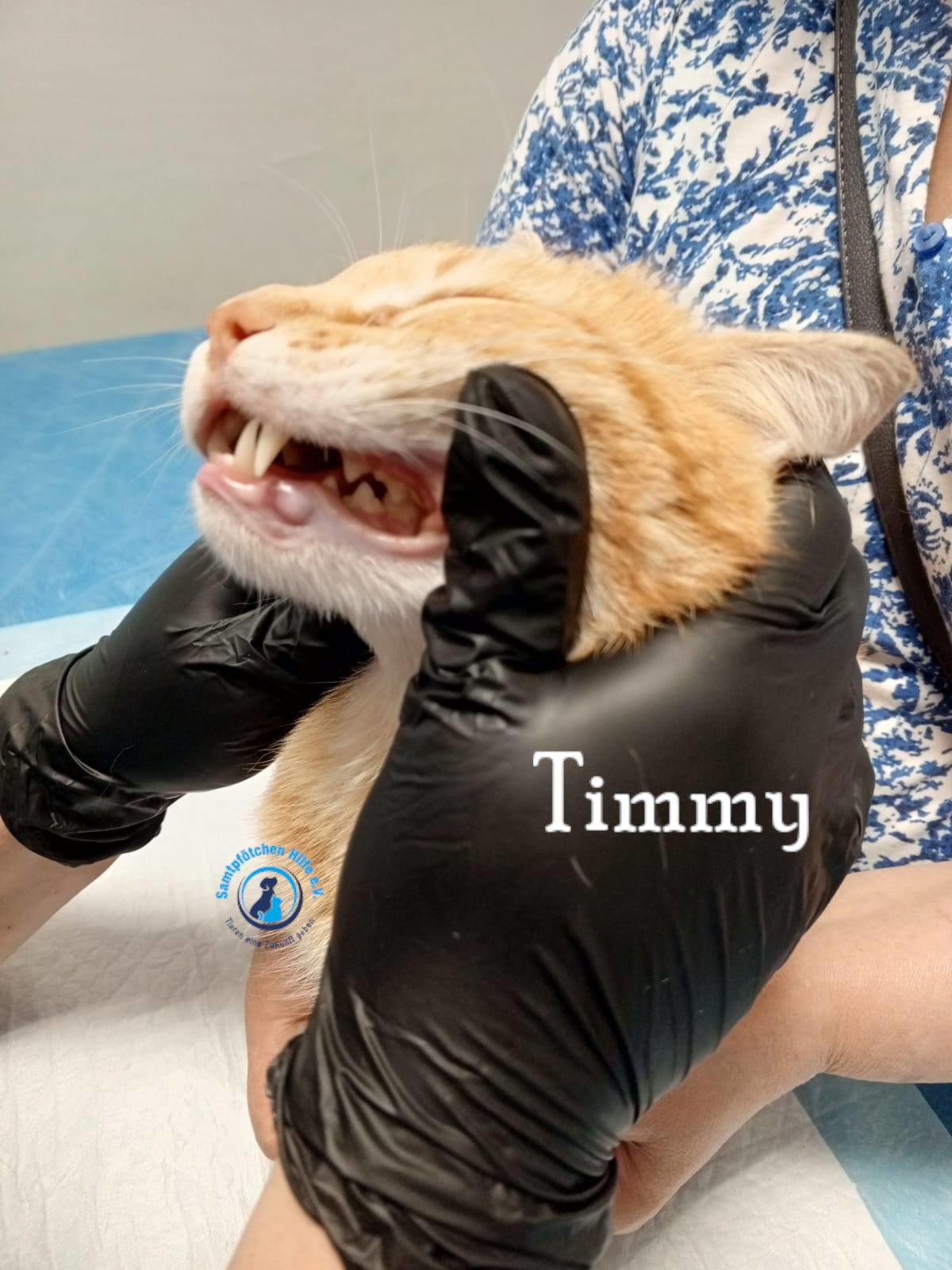 Nadezhda/Katzen/Timmy/Timmy12mN.jpg