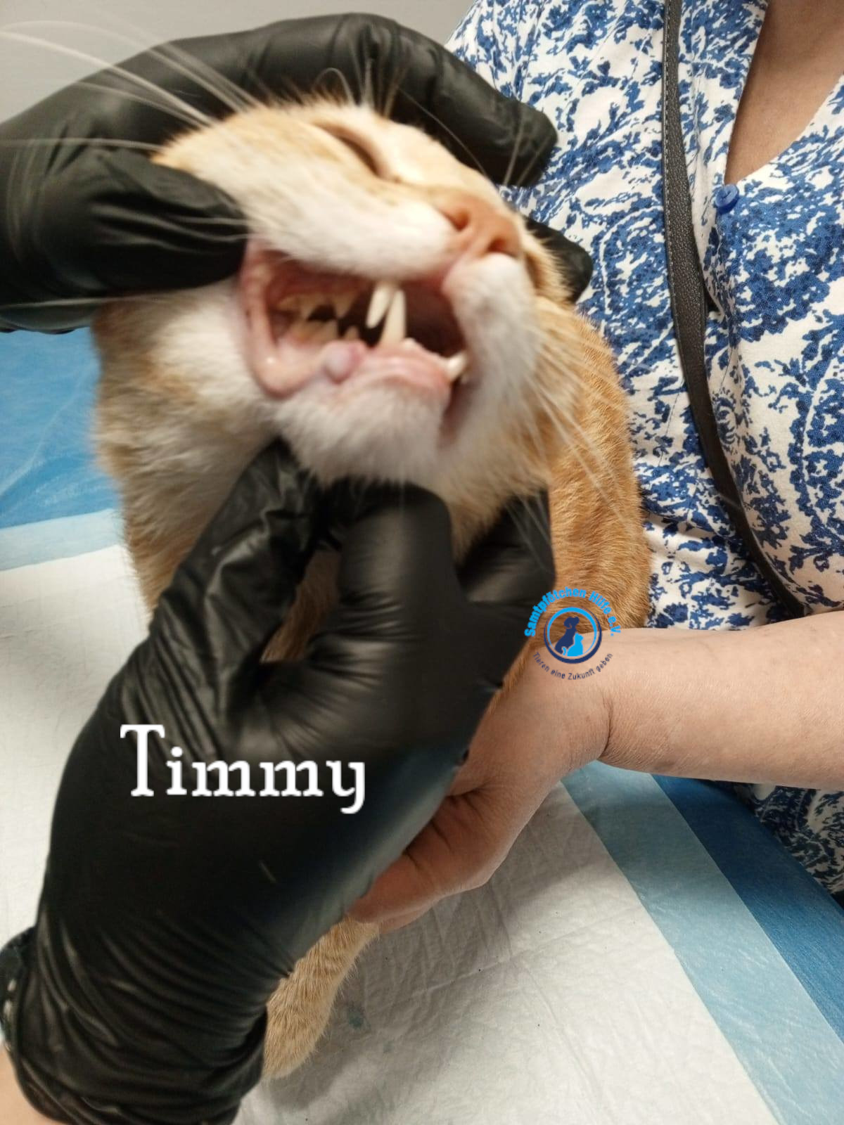Nadezhda/Katzen/Timmy/Timmy13mN.jpg
