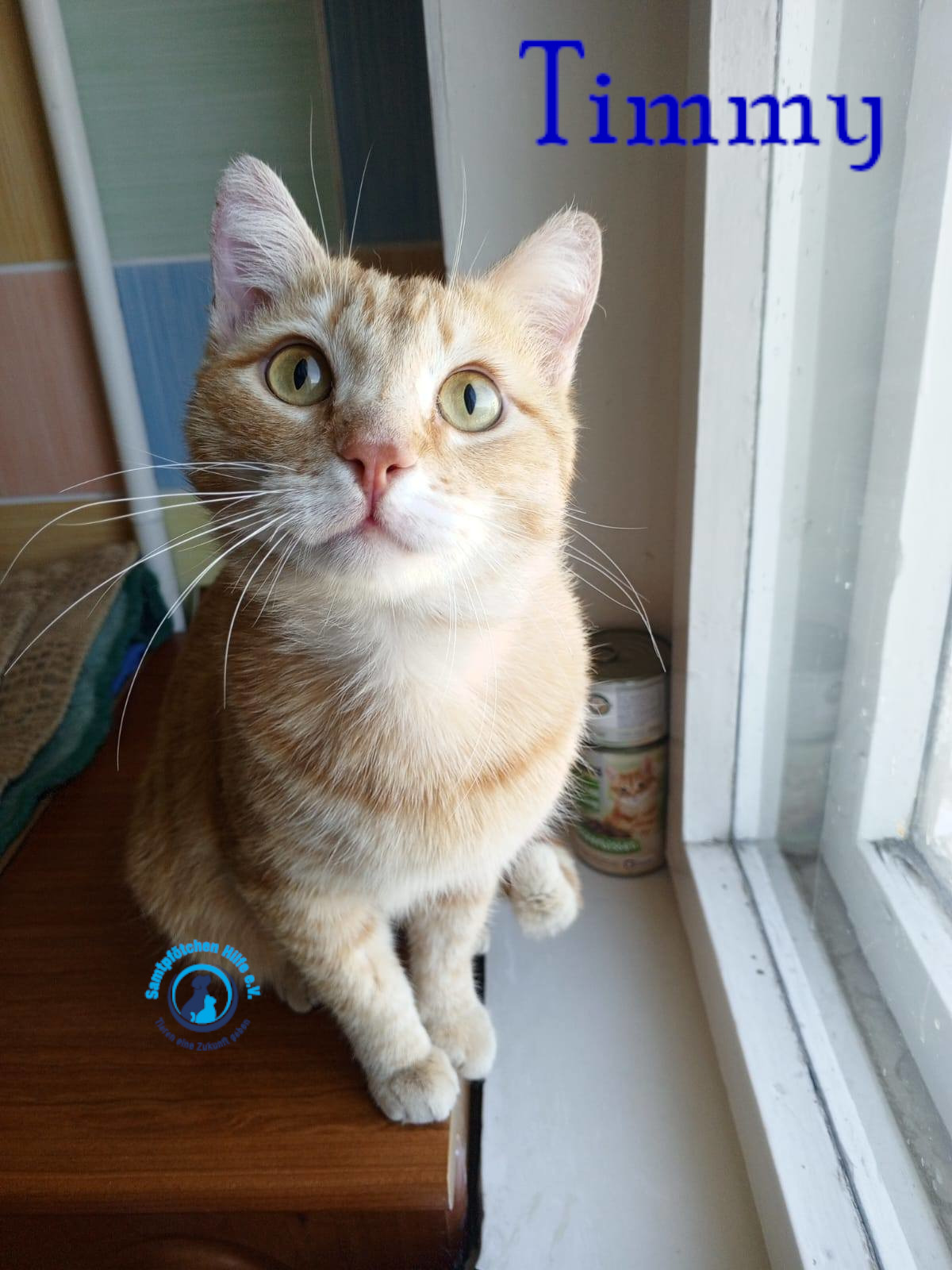Nadezhda/Katzen/Timmy/Timmy16mN.jpg