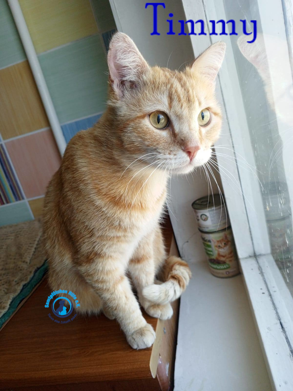 Nadezhda/Katzen/Timmy/Timmy17mN.jpg