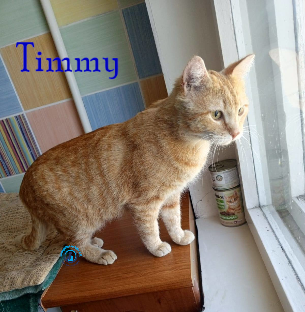 Nadezhda/Katzen/Timmy/Timmy18mN.jpg