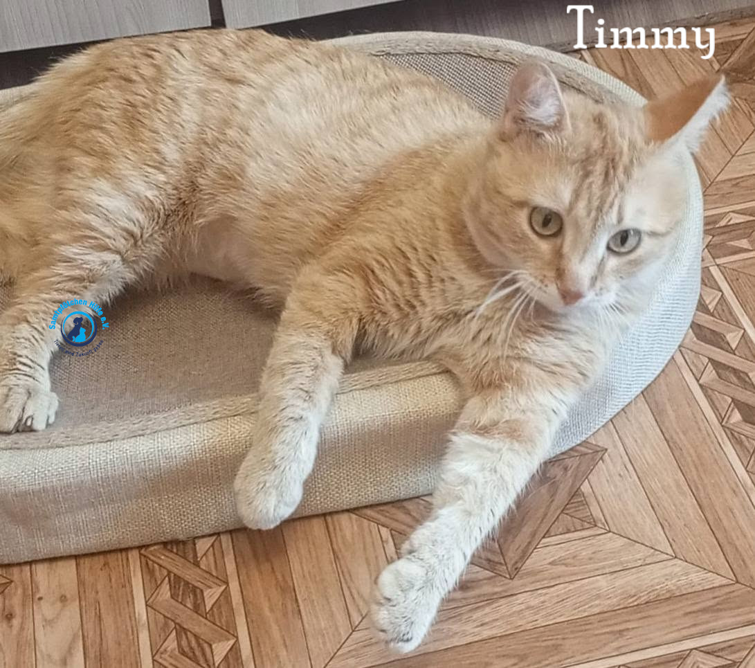 Nadezhda/Katzen/Timmy/Timmy19mN.jpg