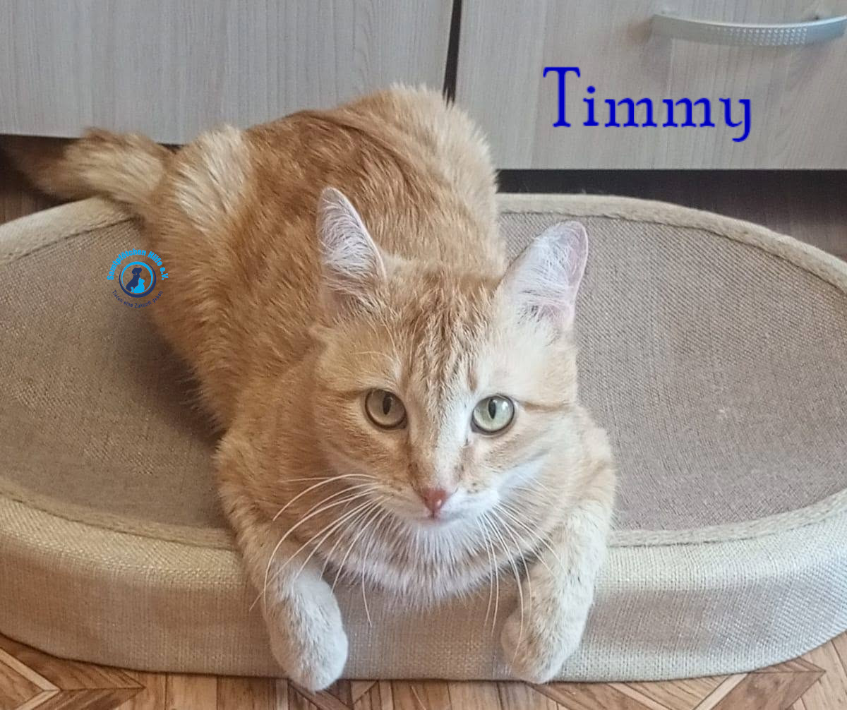 Nadezhda/Katzen/Timmy/Timmy21mN.jpg