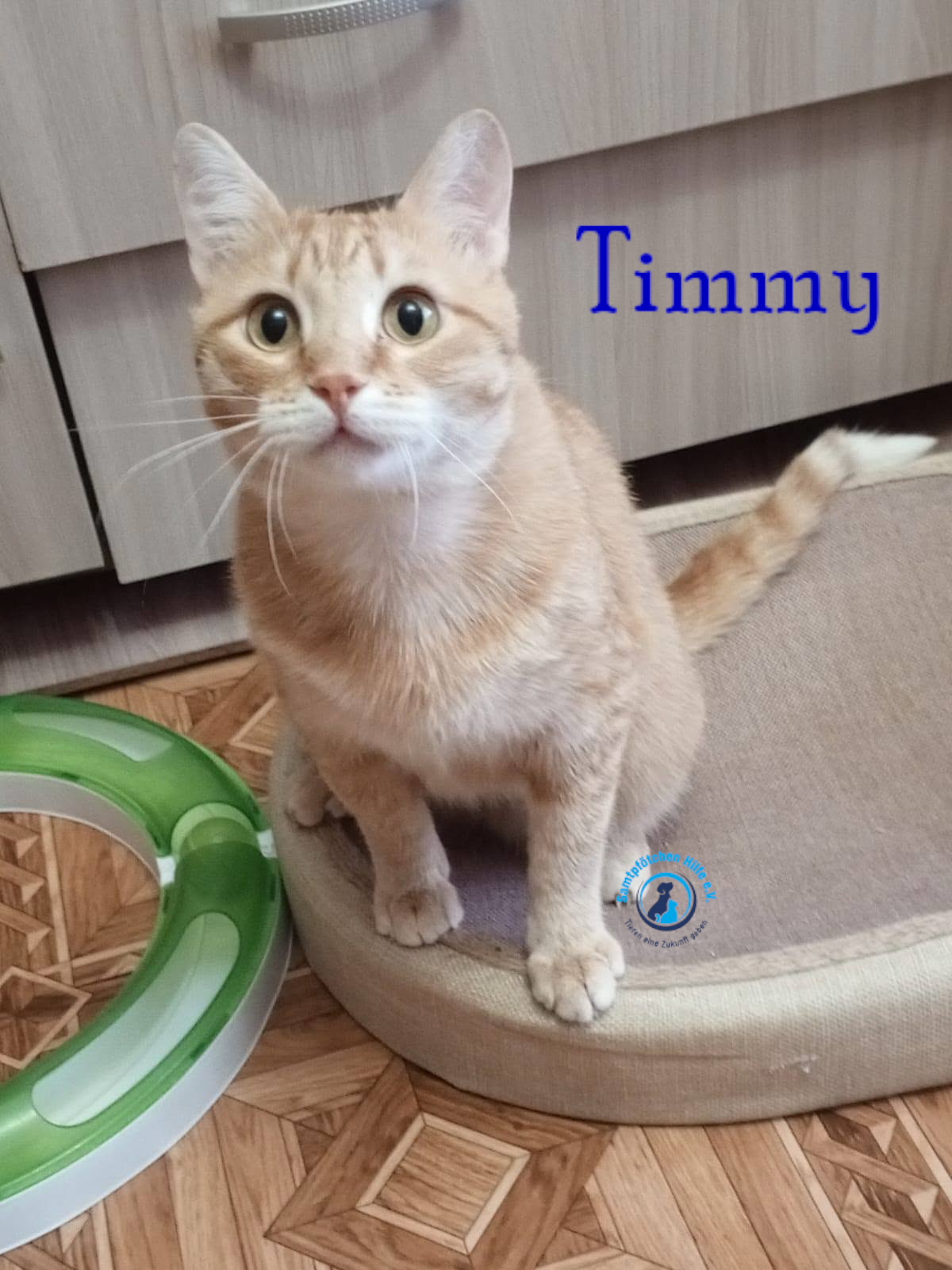 Nadezhda/Katzen/Timmy/Timmy28mN.jpg