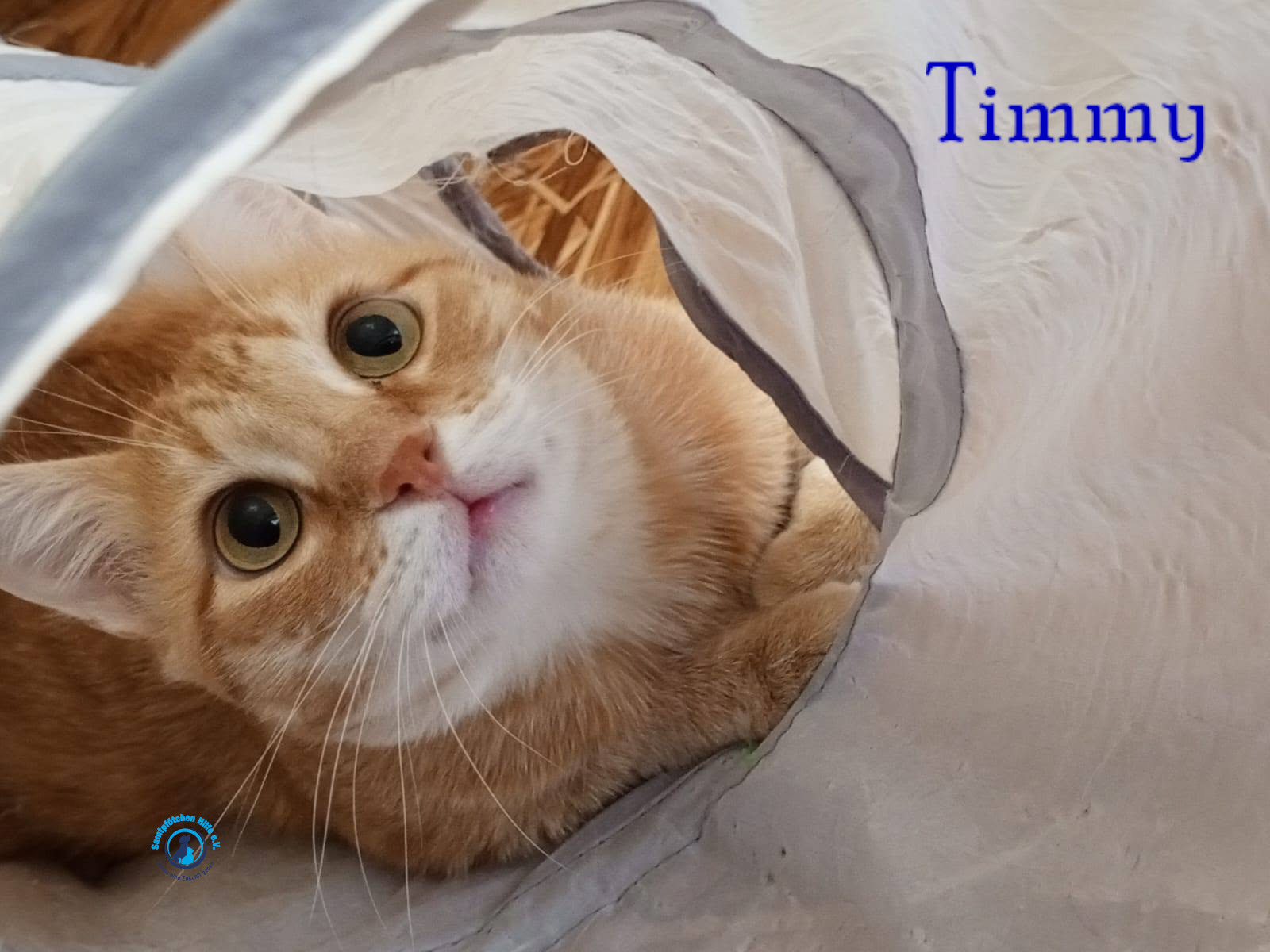 Nadezhda/Katzen/Timmy/Timmy31mN.jpg