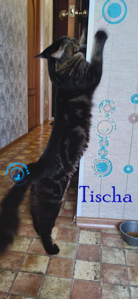 Nadezhda/Katzen/Tischa_II/Tischa_II08mN.jpg