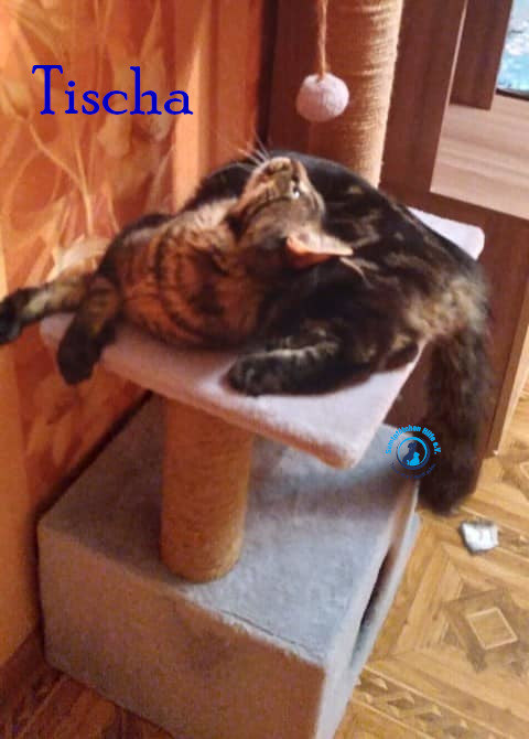Nadezhda/Katzen/Tischa_II/Tischa_II30mN.jpg