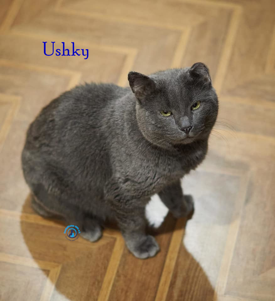 Ushky