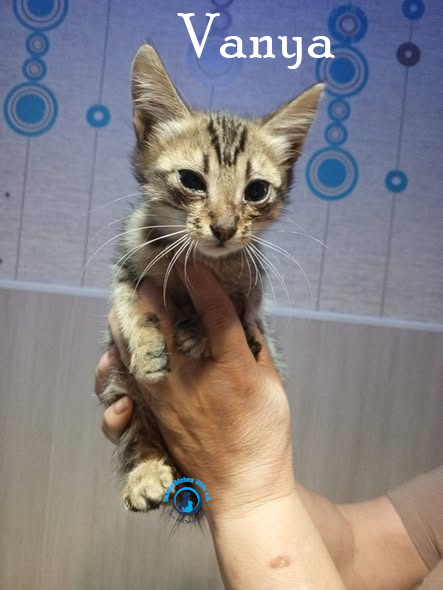 Nadezhda/Katzen/Vanya/Vanya02mN.jpg
