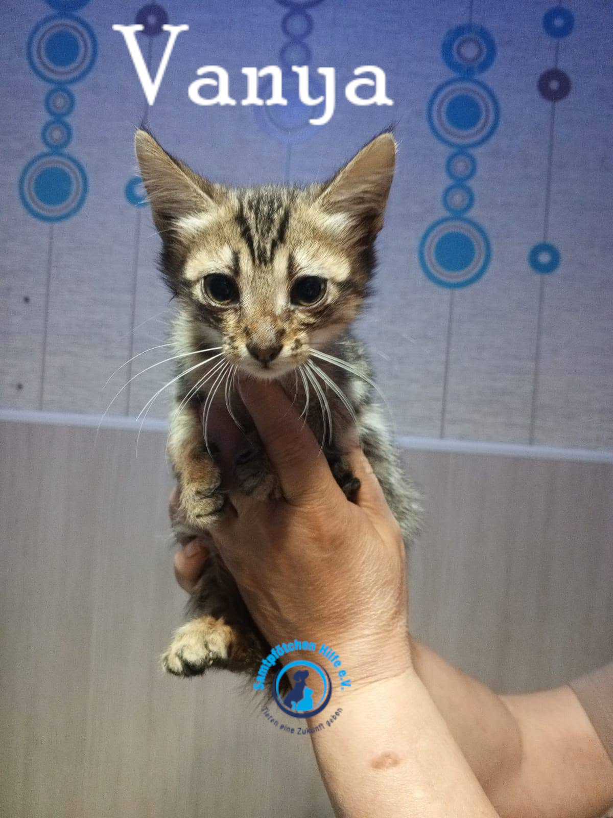 Nadezhda/Katzen/Vanya/Vanya03mN.jpg