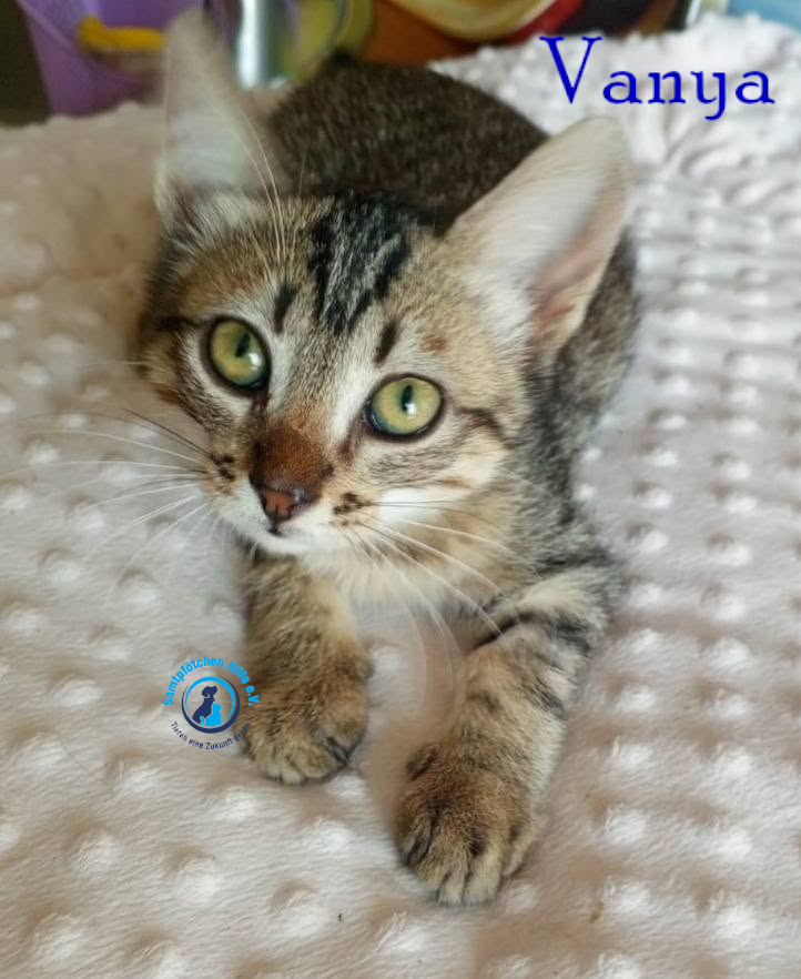 Nadezhda/Katzen/Vanya/Vanya06mN.jpg
