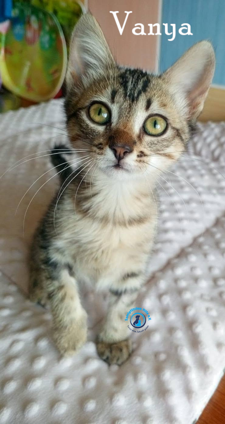 Nadezhda/Katzen/Vanya/Vanya07mN.jpg
