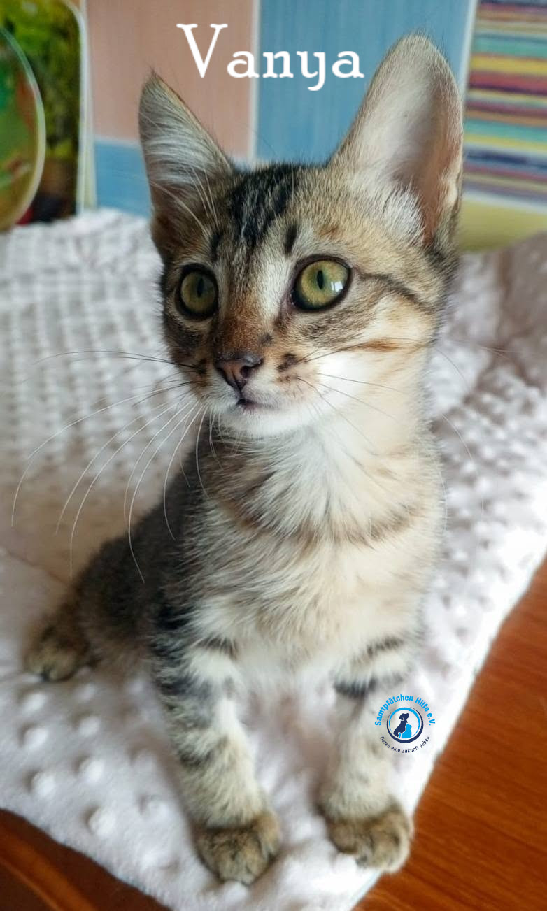 Nadezhda/Katzen/Vanya/Vanya08mN.jpg