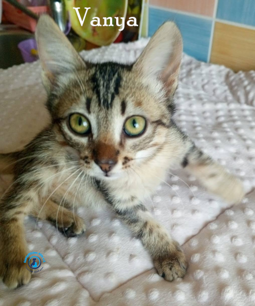 Nadezhda/Katzen/Vanya/Vanya09mN.jpg