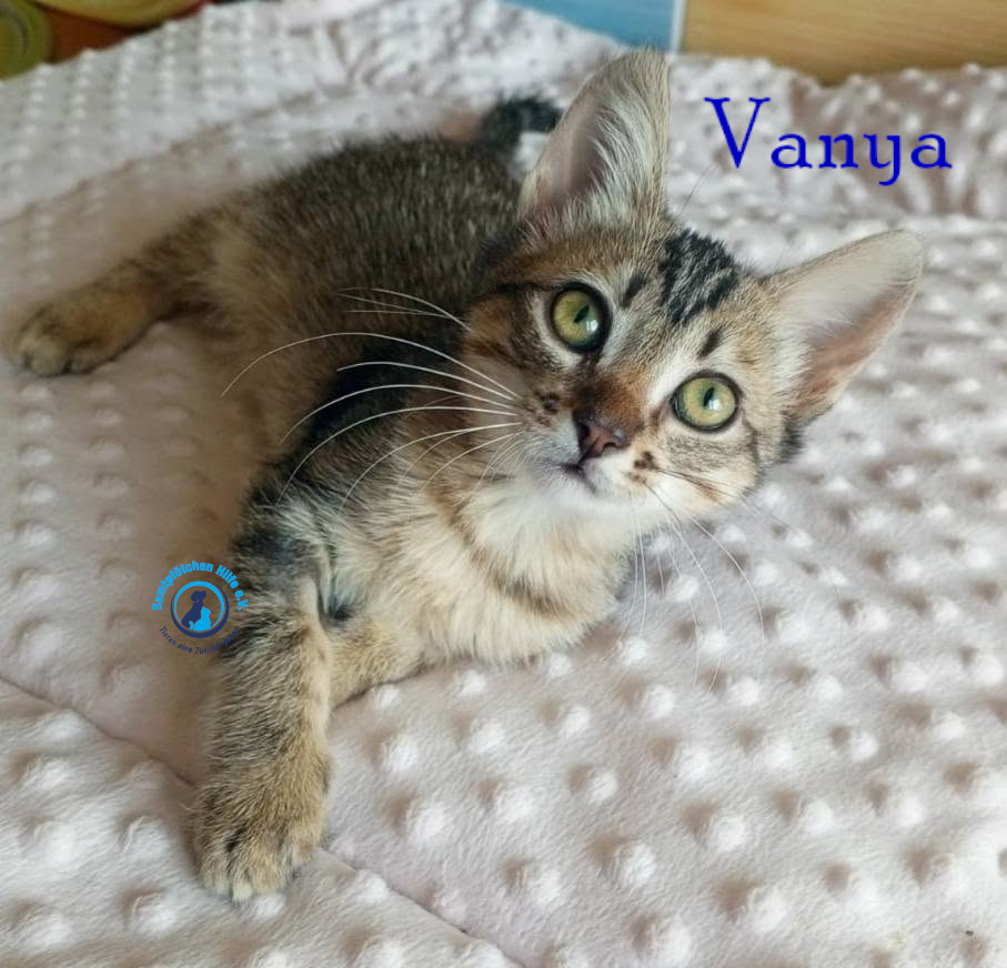 Nadezhda/Katzen/Vanya/Vanya10mN.jpg