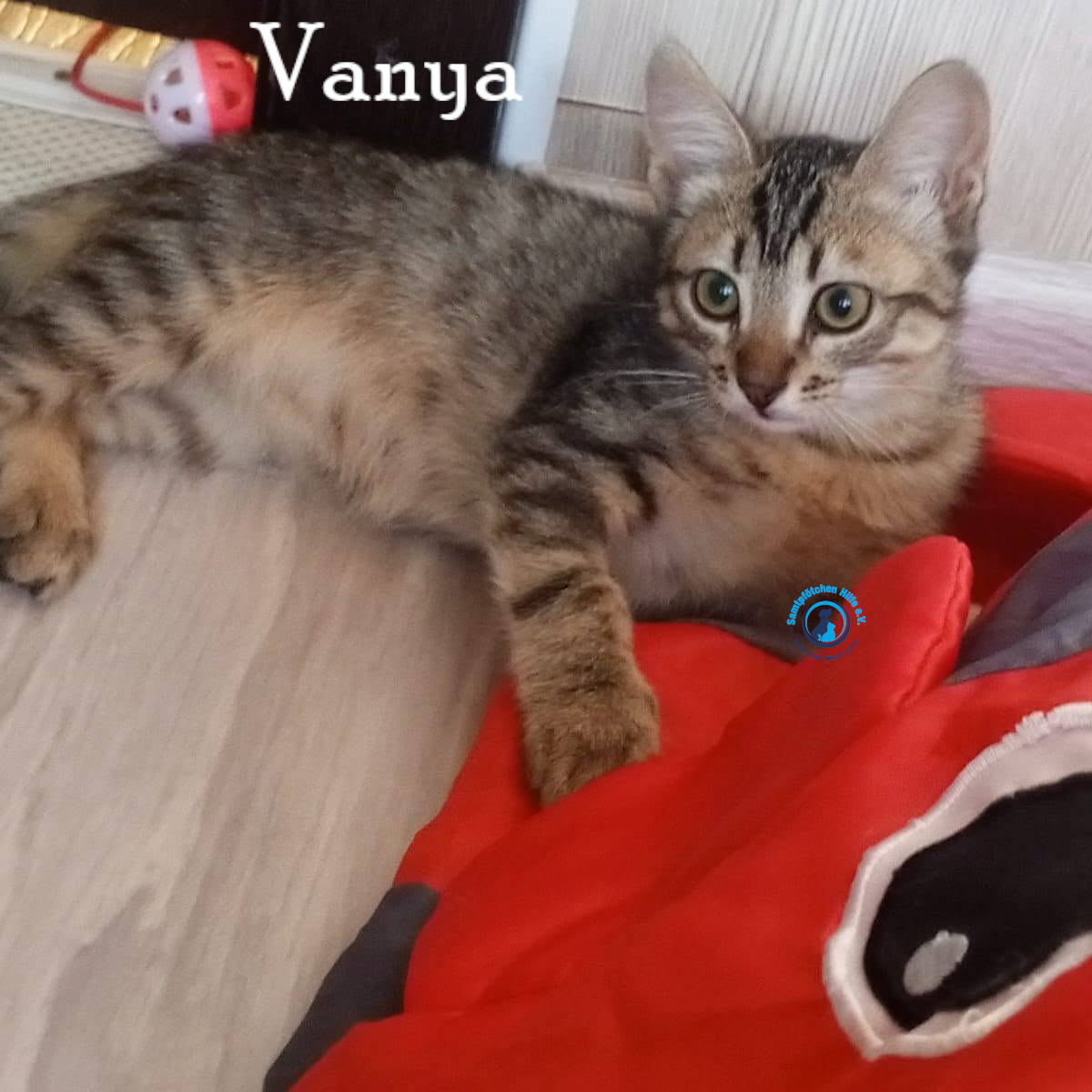 Nadezhda/Katzen/Vanya/Vanya11mN.jpg