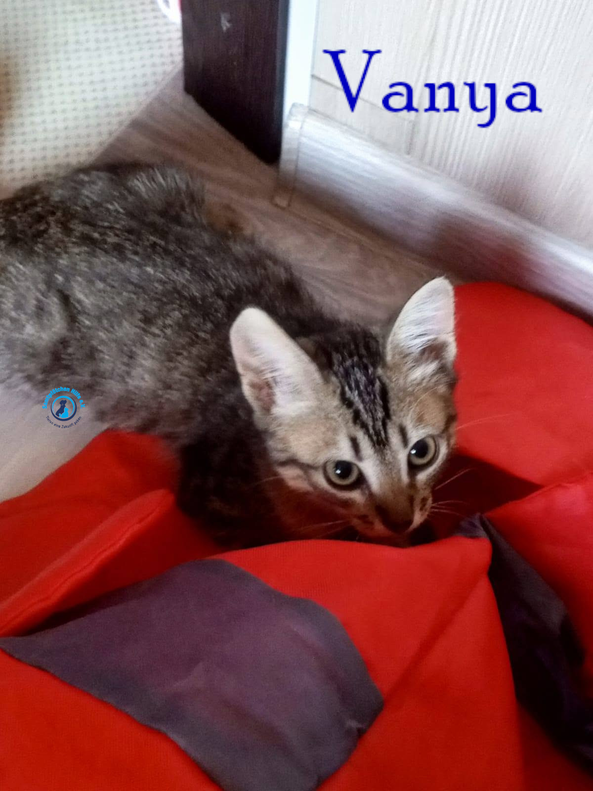 Nadezhda/Katzen/Vanya/Vanya13mN.jpg
