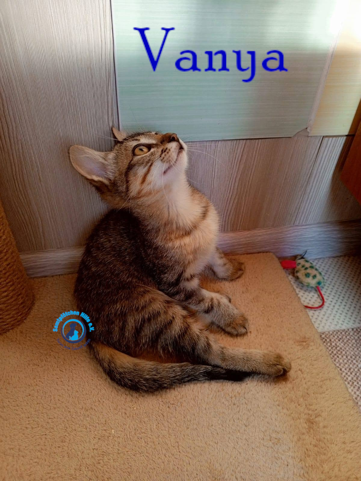 Nadezhda/Katzen/Vanya/Vanya14mN.jpg