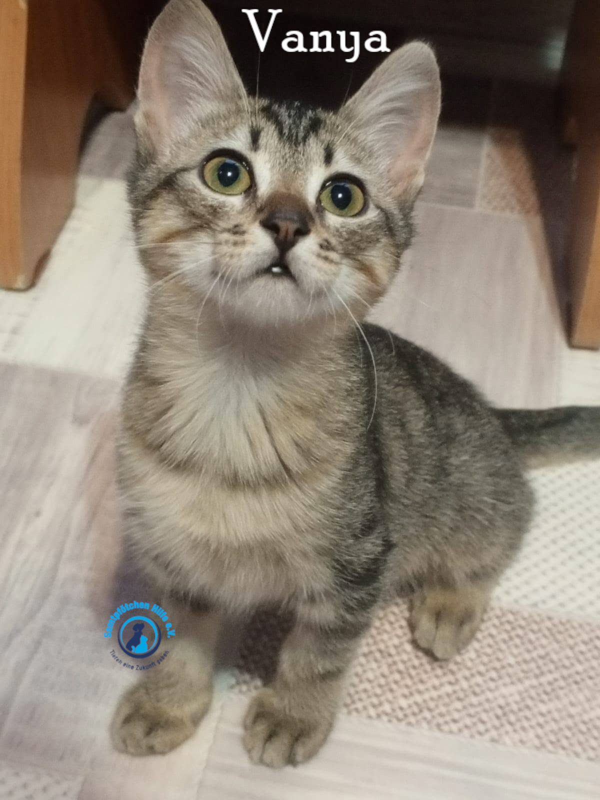 Nadezhda/Katzen/Vanya/Vanya17mN.jpg