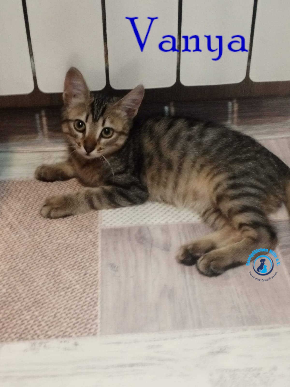 Nadezhda/Katzen/Vanya/Vanya19mN.jpg