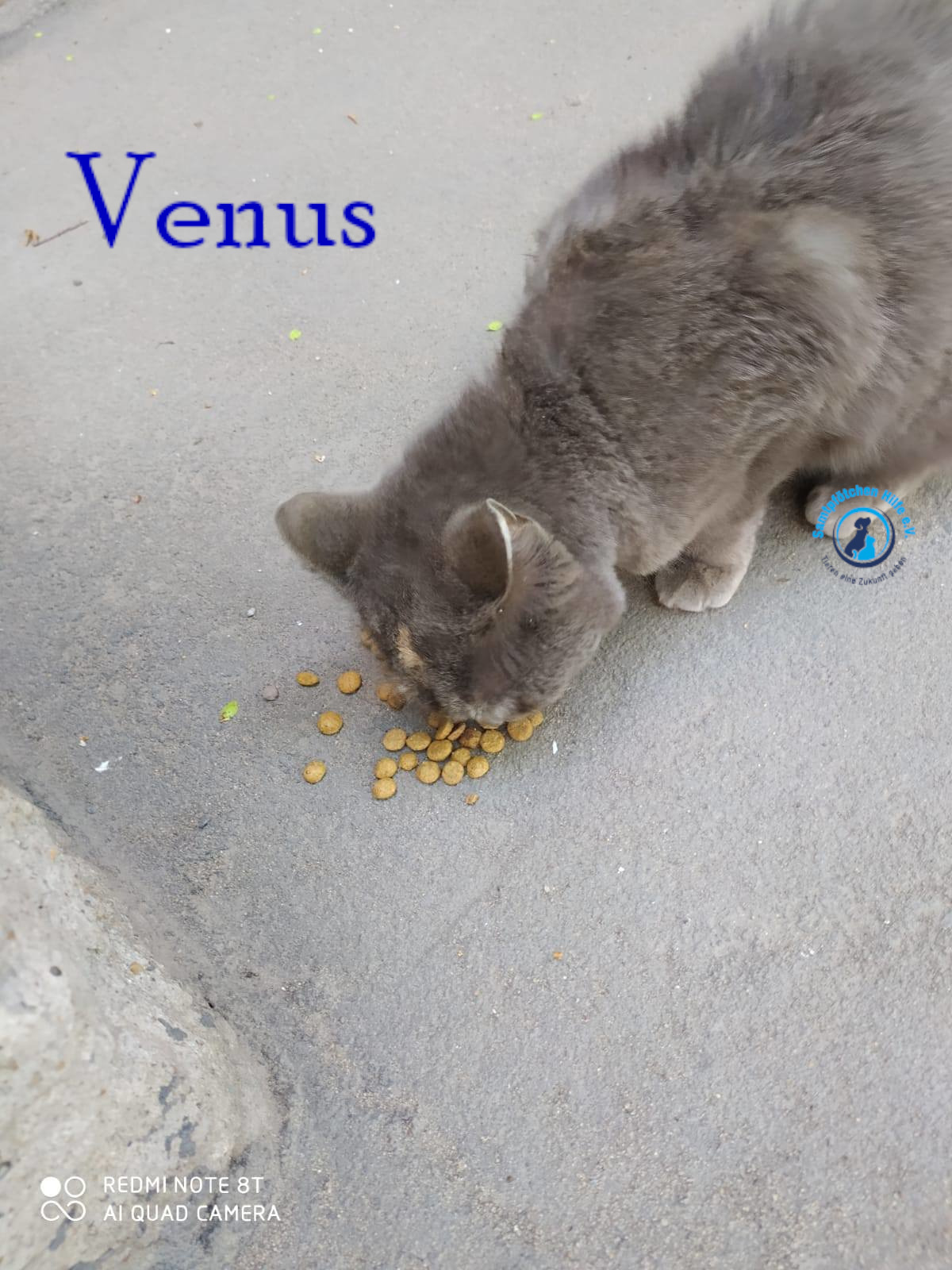 Nadezhda/Katzen/Venus/Venus01mN.jpg