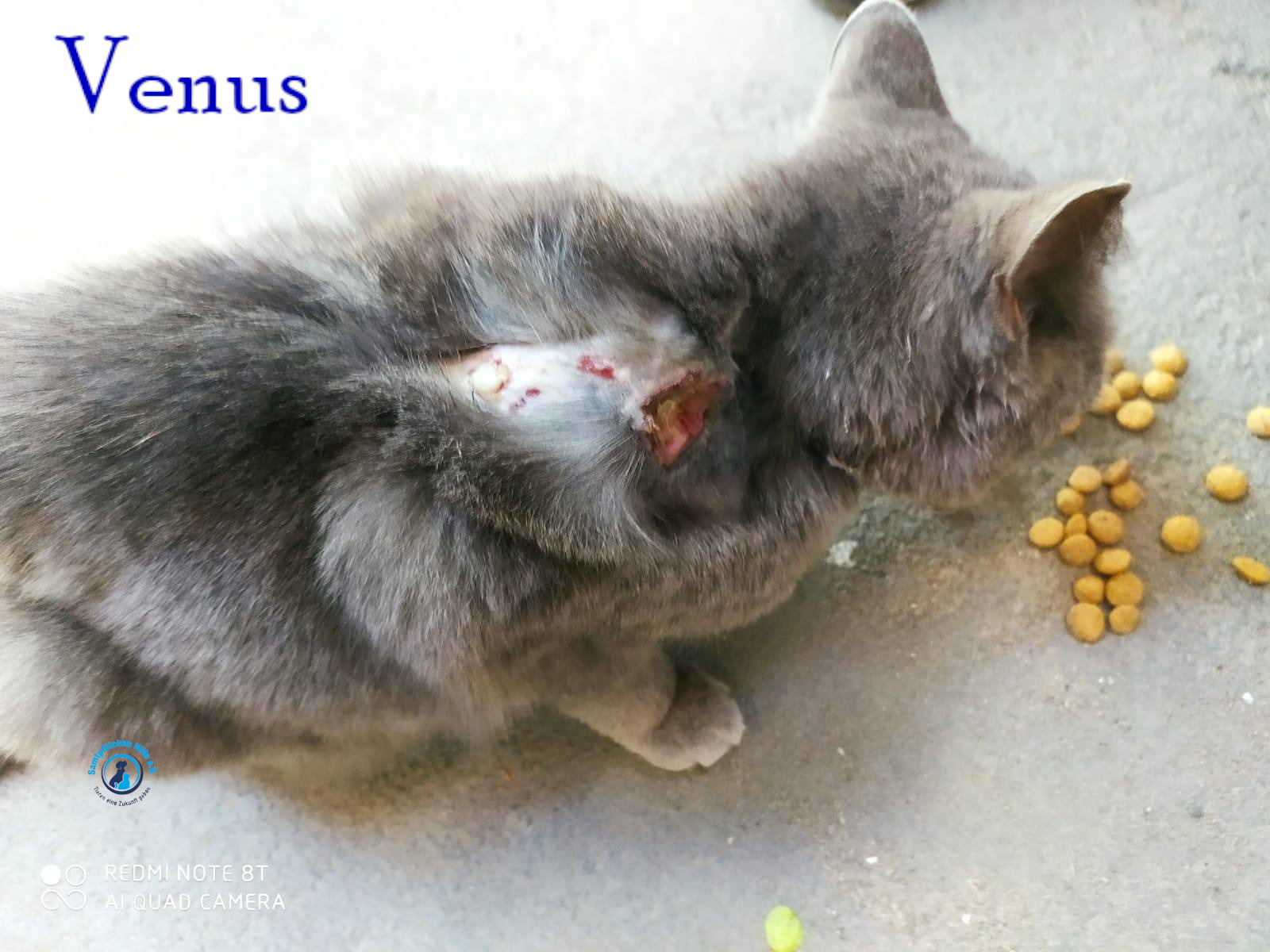 Nadezhda/Katzen/Venus/Venus02mN.jpg