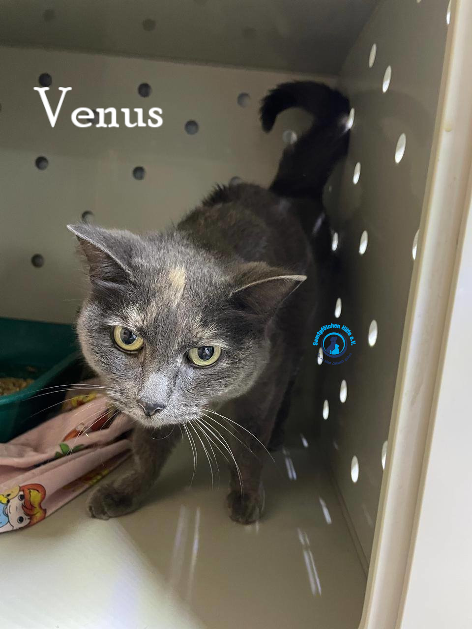 Nadezhda/Katzen/Venus/Venus04mN.jpg