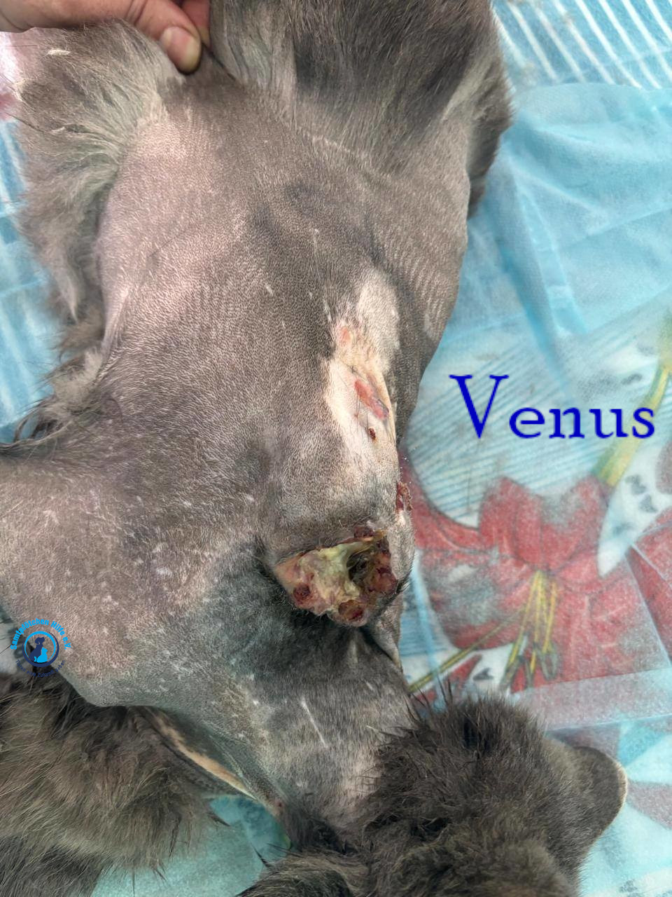 Nadezhda/Katzen/Venus/Venus05mN.jpg
