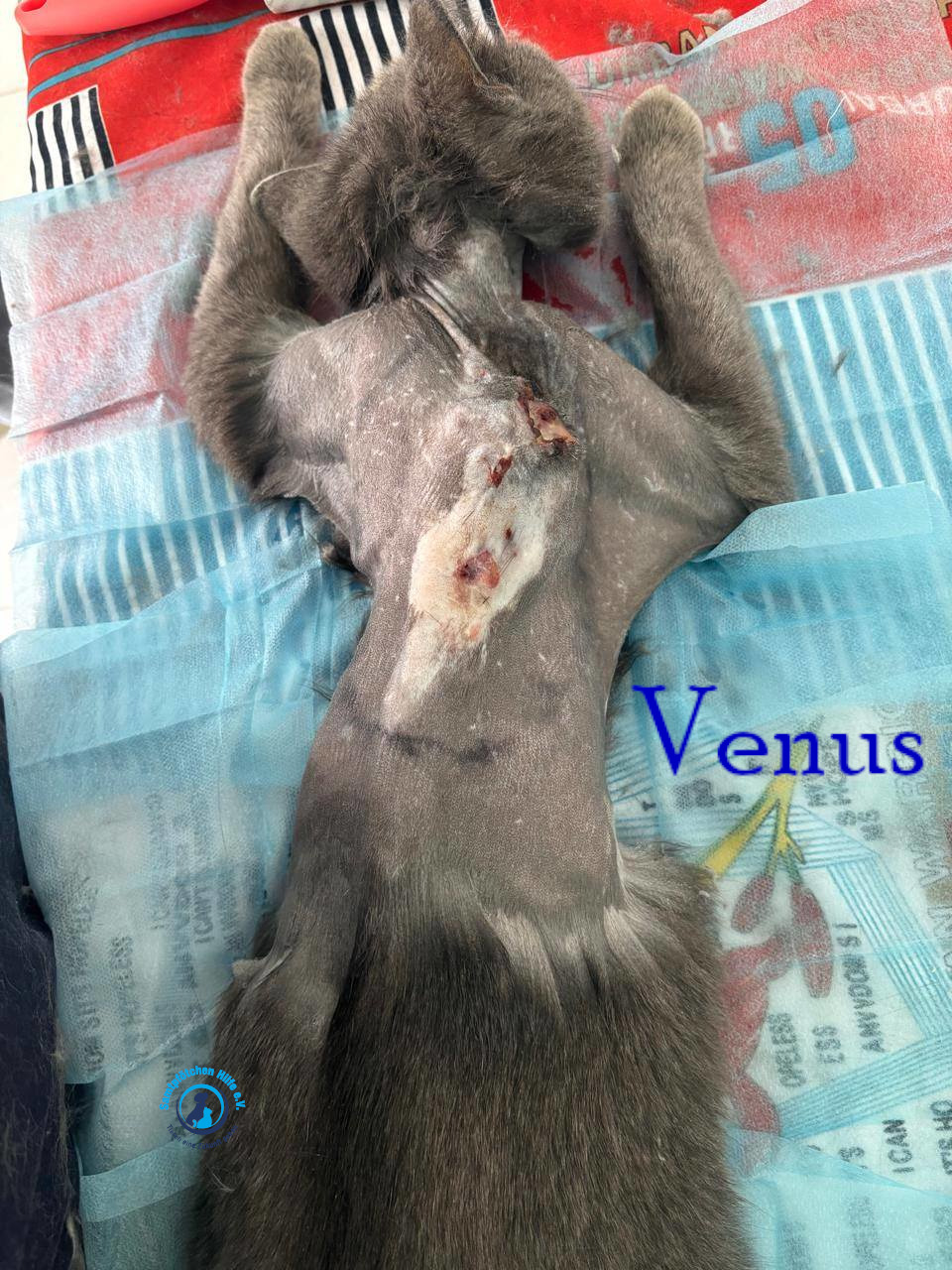 Nadezhda/Katzen/Venus/Venus06mN.jpg
