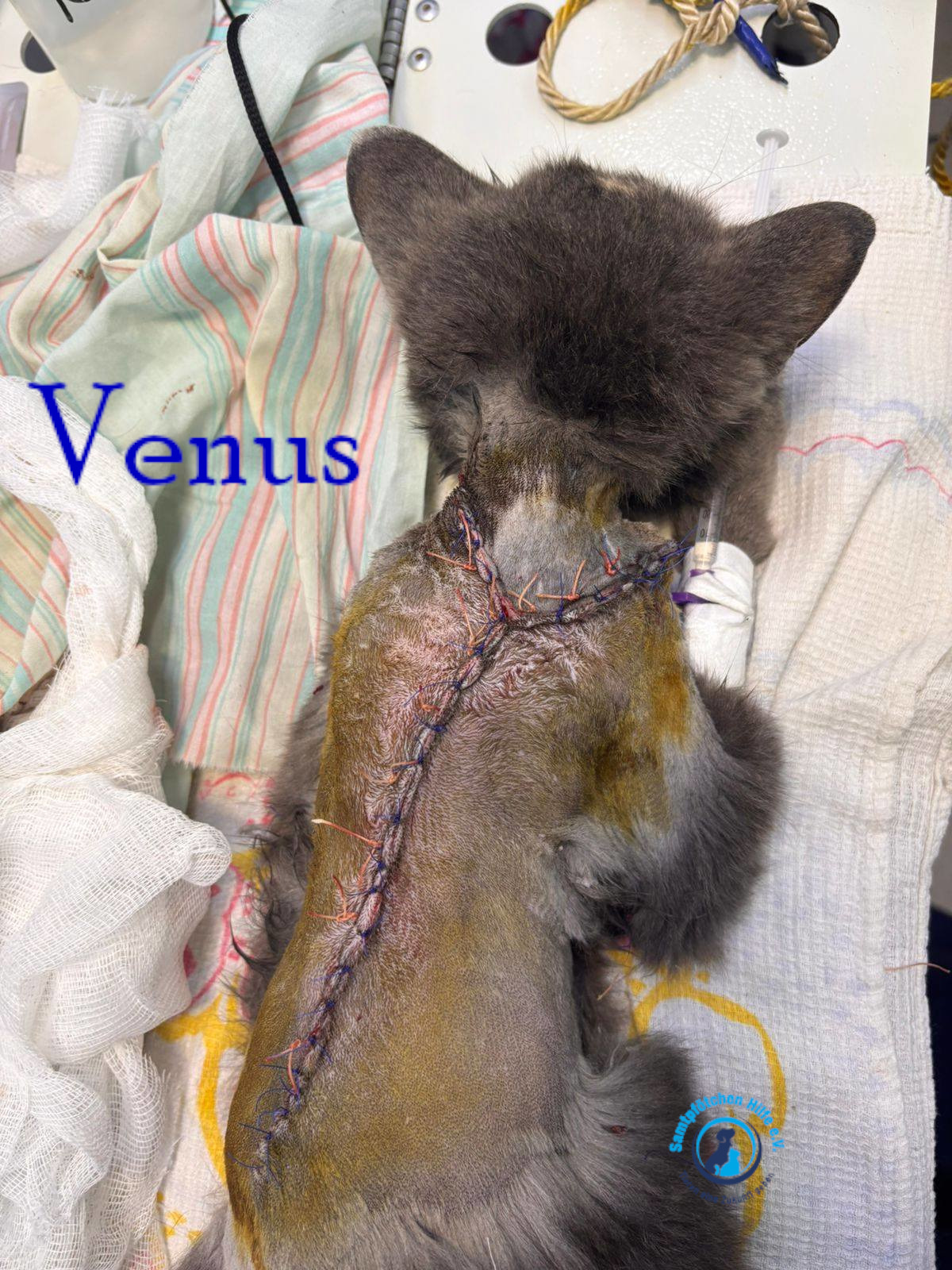 Nadezhda/Katzen/Venus/Venus07mN.jpg
