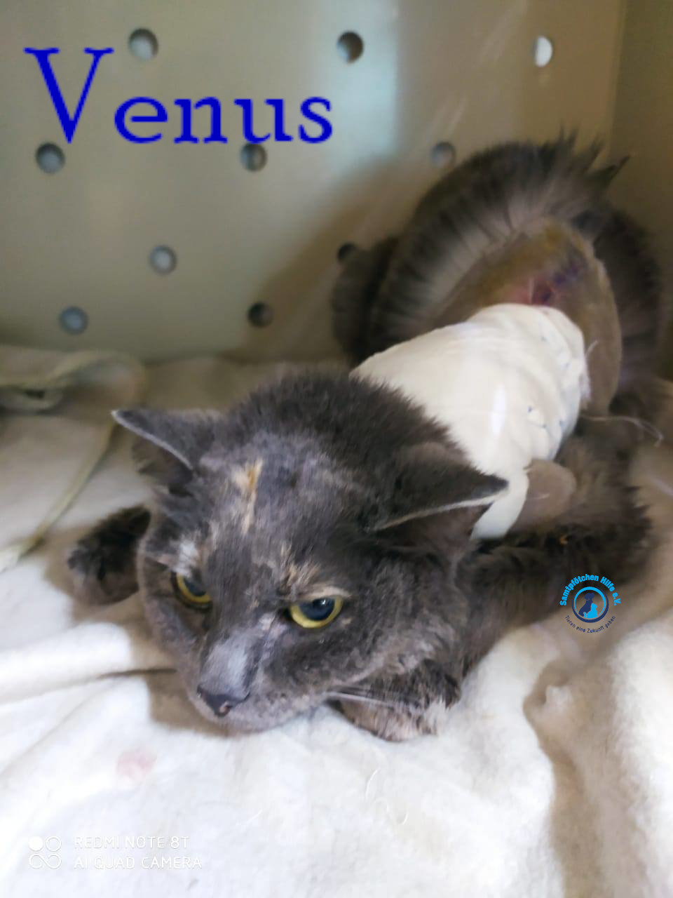 Nadezhda/Katzen/Venus/Venus10mN.jpg