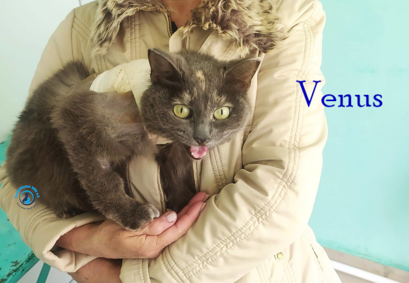 Nadezhda/Katzen/Venus/Venus11mN.jpg