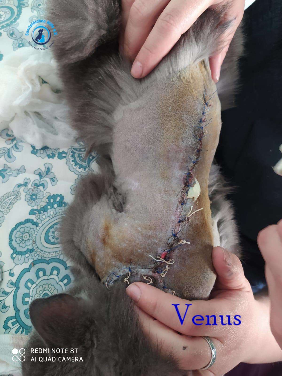 Nadezhda/Katzen/Venus/Venus13mN.jpg