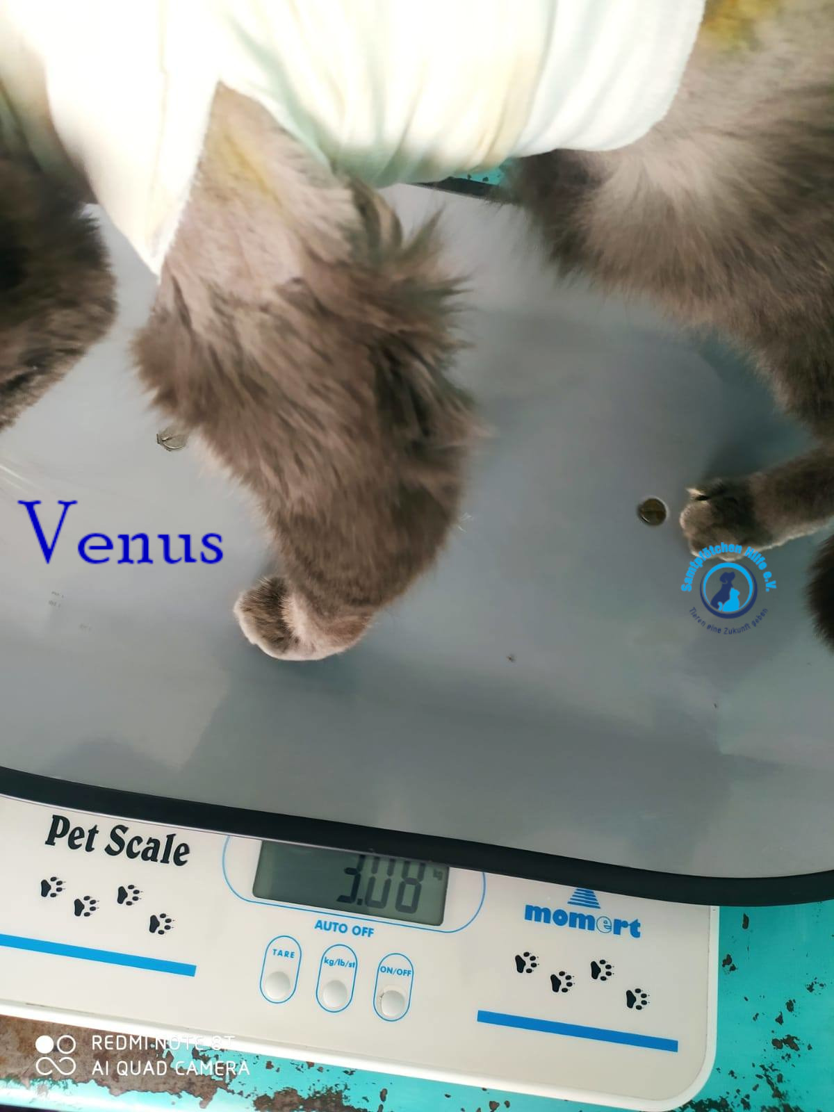 Nadezhda/Katzen/Venus/Venus16mN.jpg