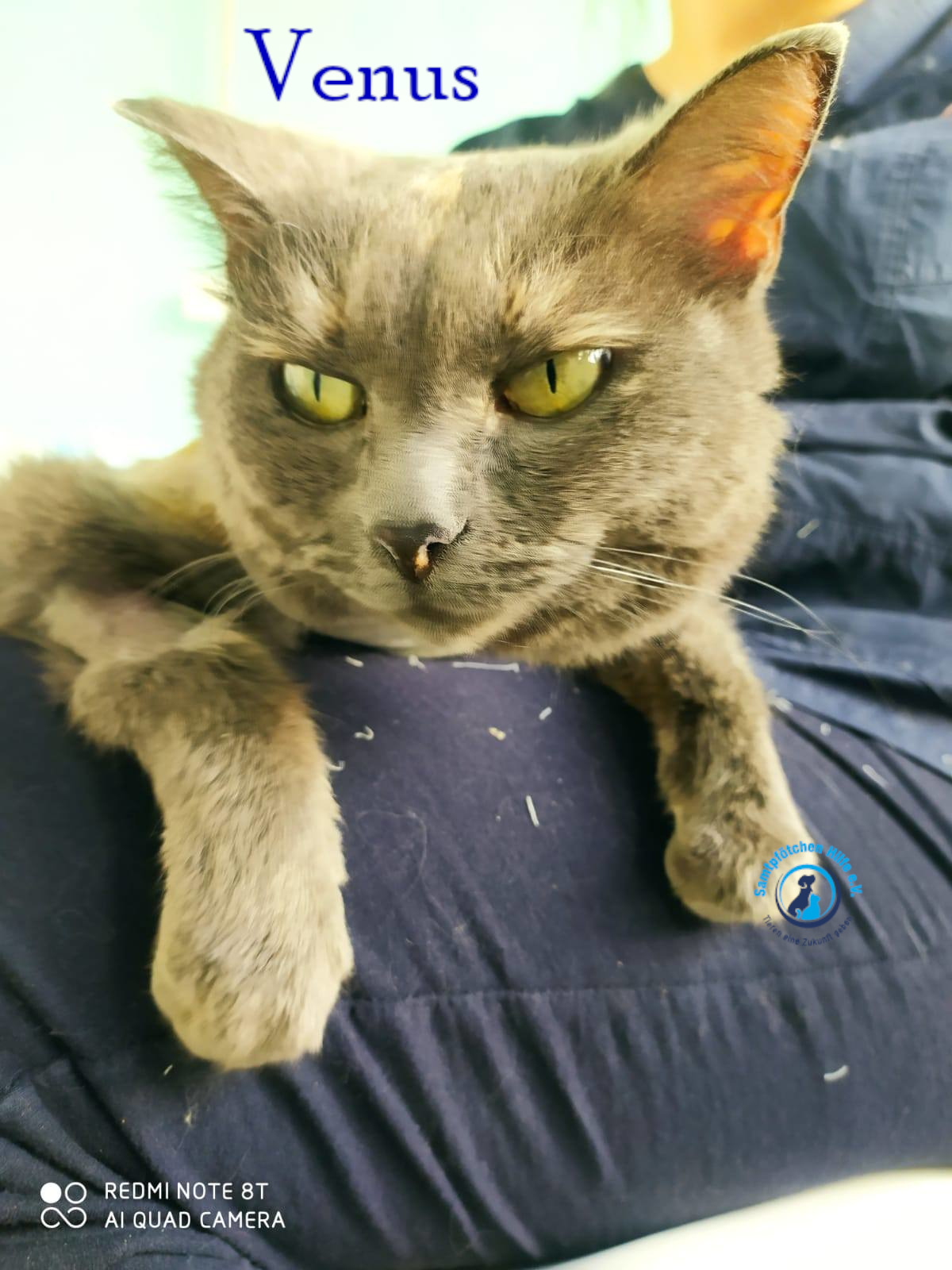 Nadezhda/Katzen/Venus/Venus17mN.jpg