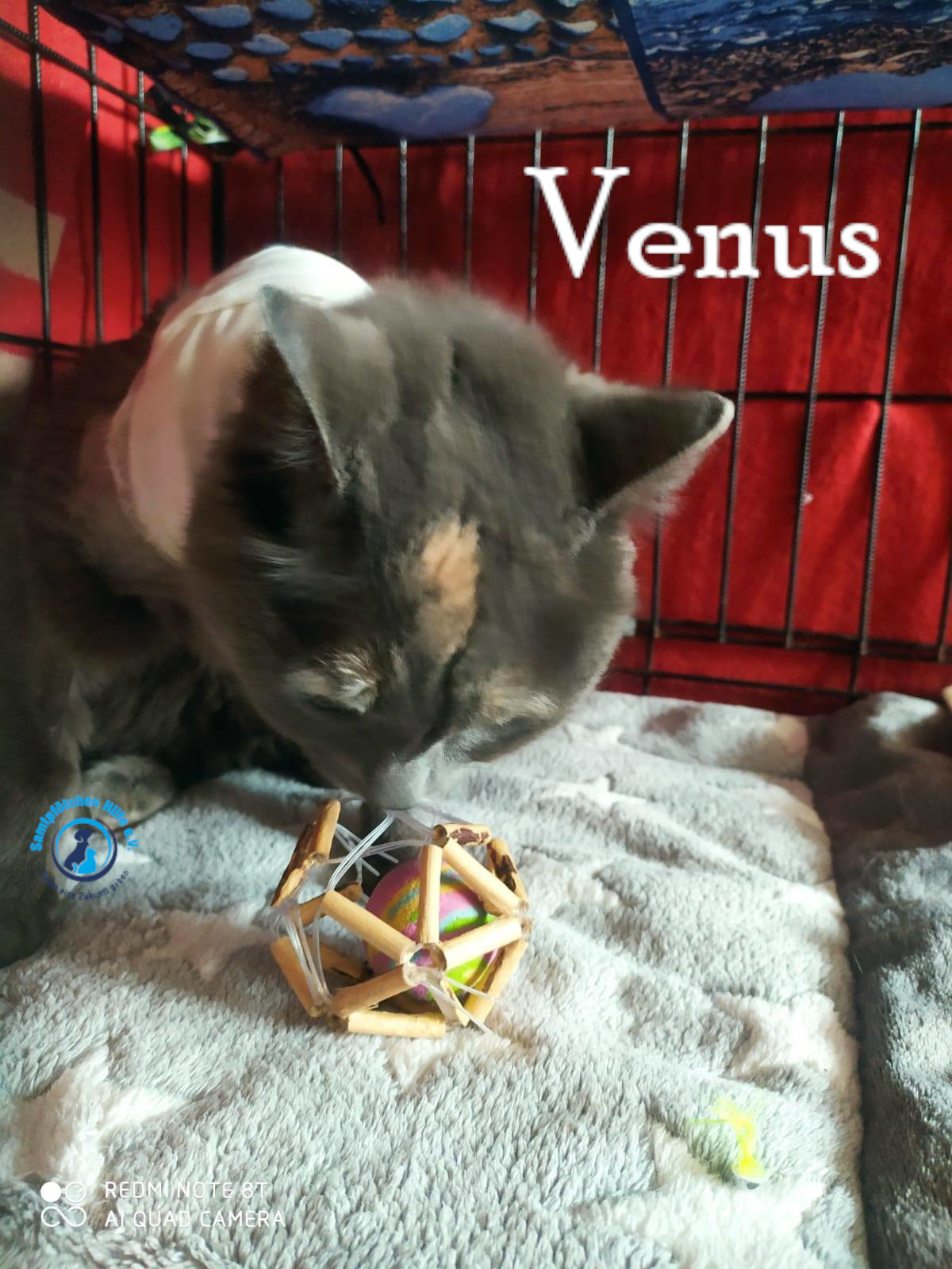 Nadezhda/Katzen/Venus/Venus18mN.jpg