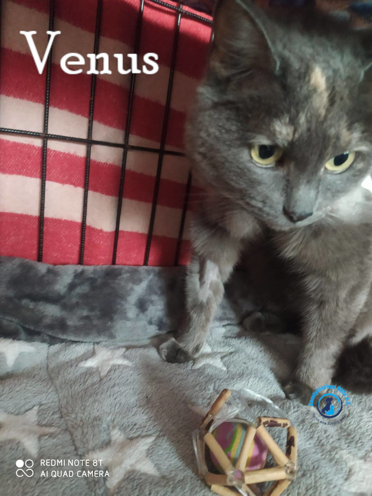 Nadezhda/Katzen/Venus/Venus19mN.jpg