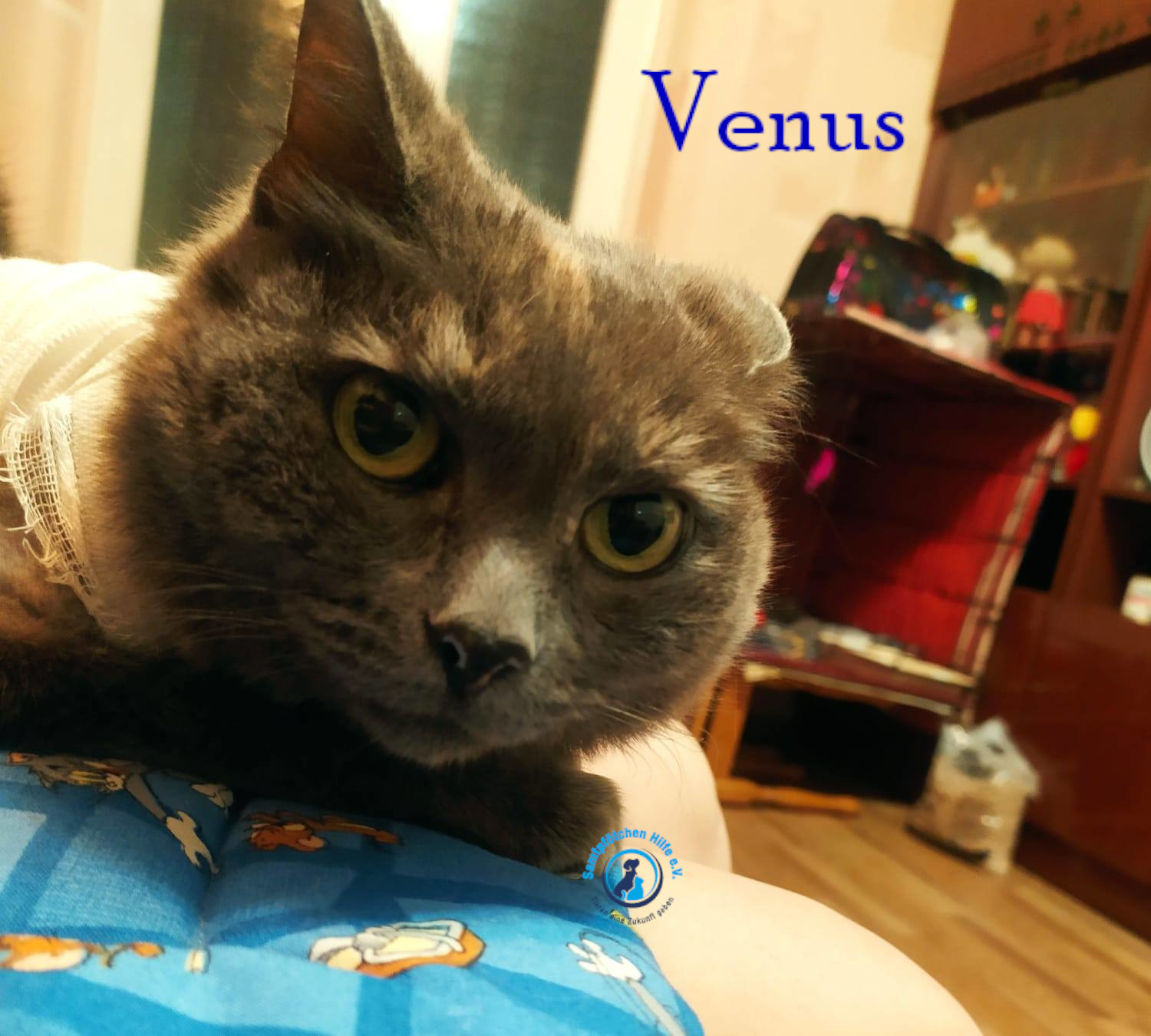 Nadezhda/Katzen/Venus/Venus22mN.jpg