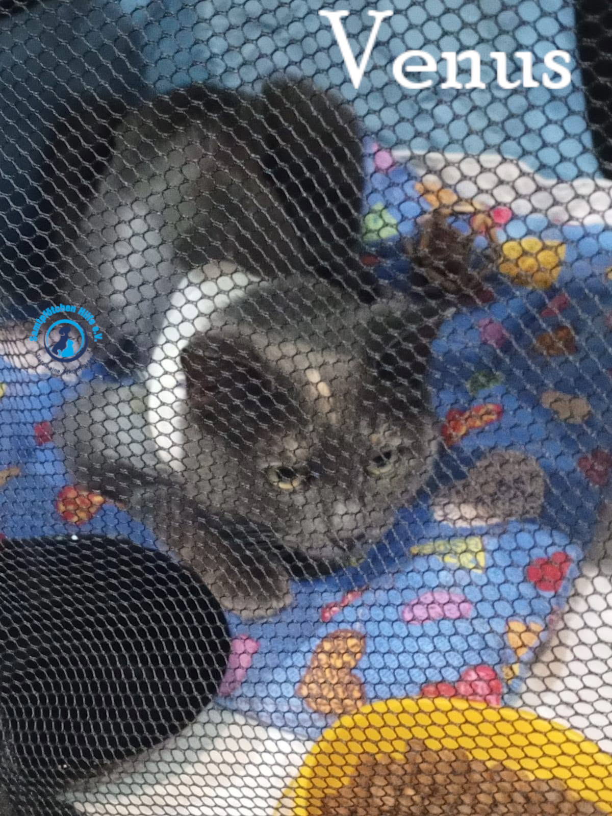 Nadezhda/Katzen/Venus/Venus29mN.jpg