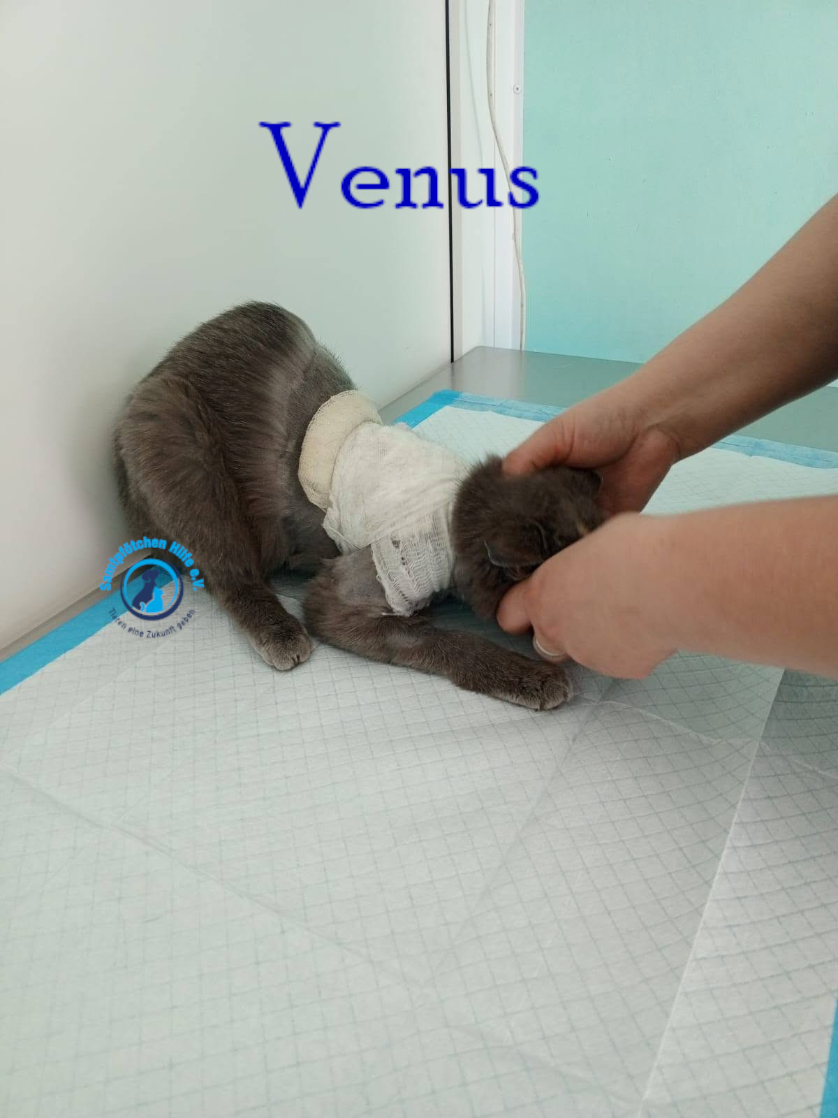 Nadezhda/Katzen/Venus/Venus31mN.jpg