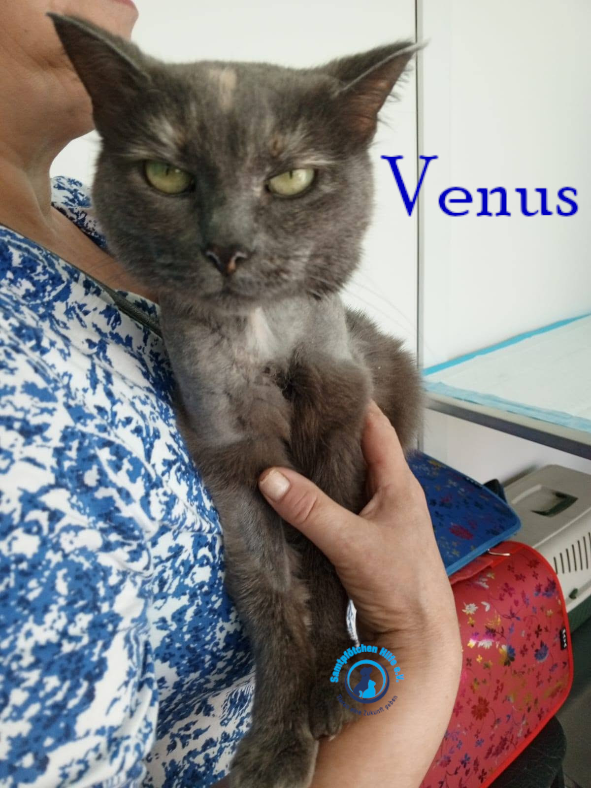 Nadezhda/Katzen/Venus/Venus33mN.jpg