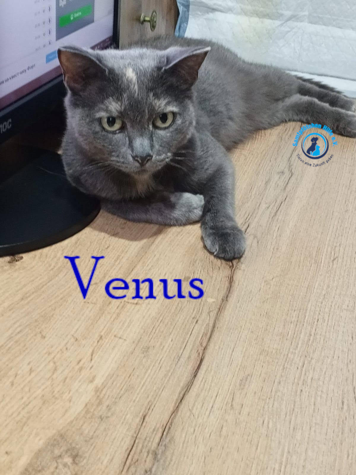 Nadezhda/Katzen/Venus/Venus34mN.jpg