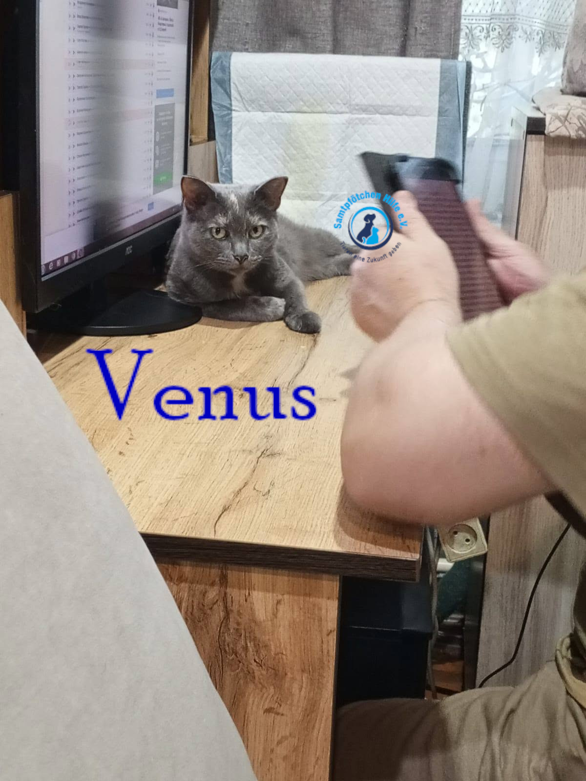 Nadezhda/Katzen/Venus/Venus35mN.jpg