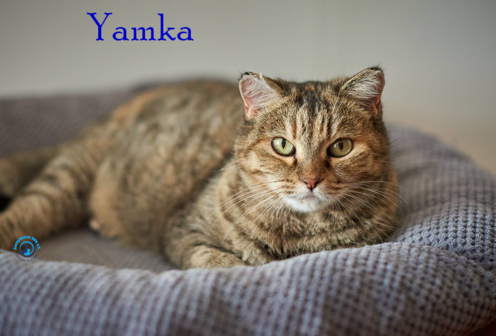 Nadezhda/Katzen/Yamka/Yamka28mN.jpg