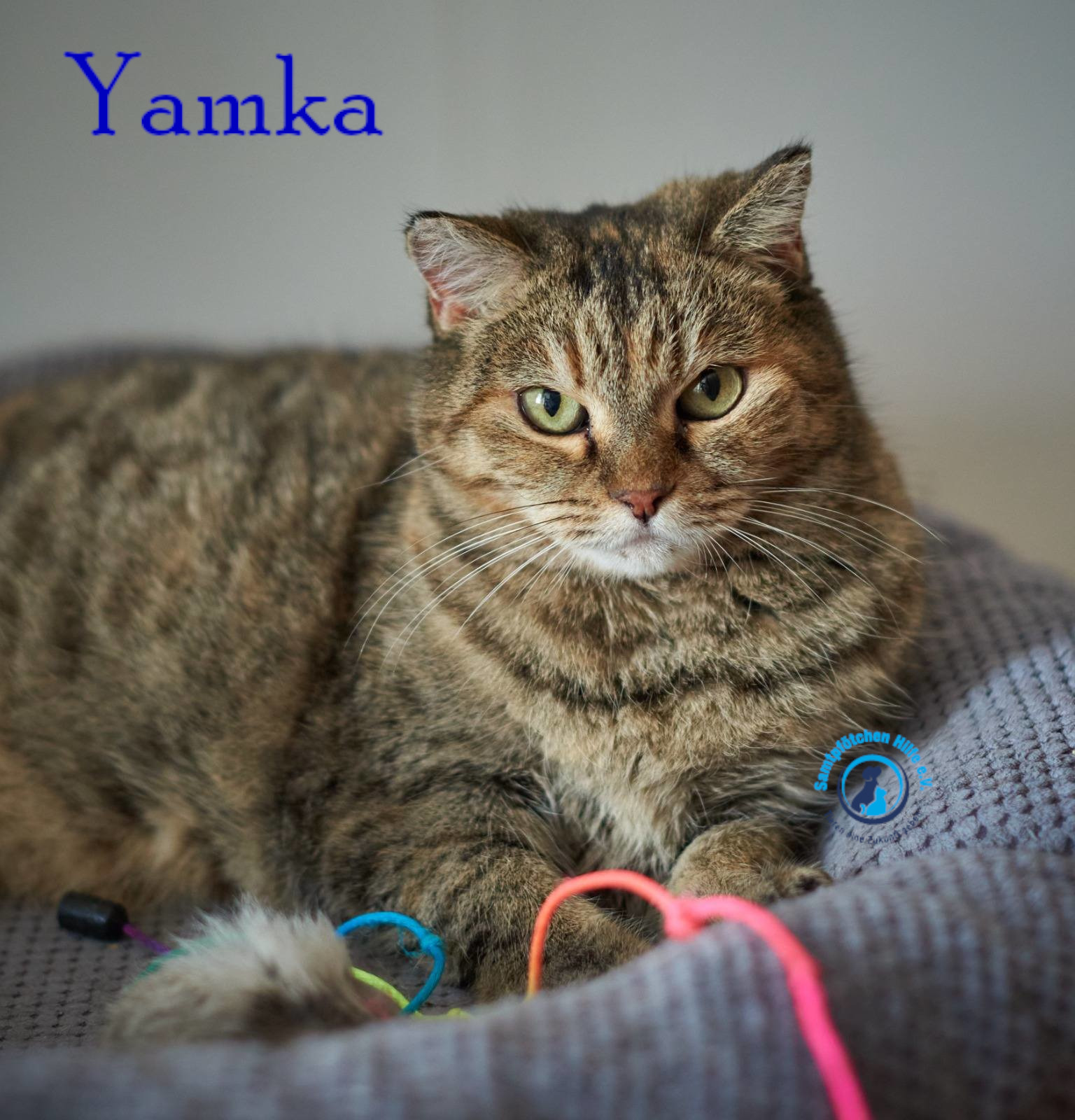 Nadezhda/Katzen/Yamka/Yamka29mN.jpg